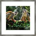 Two Squirrel Monkeys Framed Print