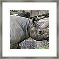Southern Black Rhinoceros Framed Print