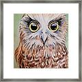 Southern Boobook Owl Framed Print