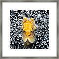 Southern Flannel Moth Framed Print