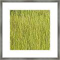 Southern Marsh Grass Framed Print