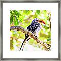 Southern Yellow Billed Hornbill Framed Print