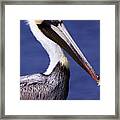 Southport Pelican 2 Framed Print