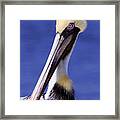 Southport Pelican Framed Print