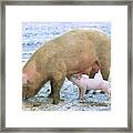 Sow With Piglet Framed Print