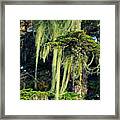 Spanish Moss-signed-#9502 Framed Print