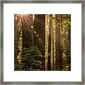 Sparkle In The Redwoods Framed Print