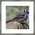 Sparrow Framed Print
