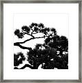 Sparrow In A Tree Framed Print