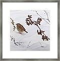 Sparrow In The Winter Snow Framed Print