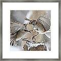 Sparrows Framed Print