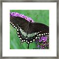Spicebush Swallowtail Framed Print