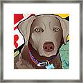 Spike, The Maryland Silver Lab Framed Print