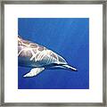 Spinner Dolphin Framed Print