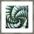 Spiral Aloe Framed Print