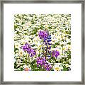 Splash Of Purple Framed Print