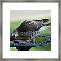 Water And The Hawk Framed Print