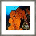 Sponge Diver Framed Print