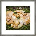 Sponge Framed Print