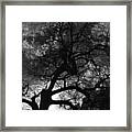 Spooky Tree Framed Print