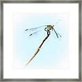 Spotlight On The Cute Dragonfly Framed Print