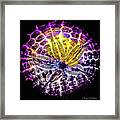 Spotlight Vibrant Framed Print