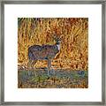 Spotted Deer, Artistic Conversion Framed Print