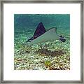 Spotted Eagle Ray Framed Print