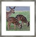 Spotted Fawns Framed Print