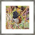 Spotted Towhee Framed Print