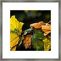 Spring Almost Gone Framed Print