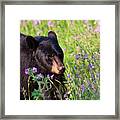 Spring Black Bear Framed Print