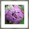 Spring Framed Print