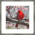 Spring Cardinal 2 Framed Print