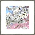 Spring Cherry Blossoms Framed Print