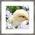 Spring Chick Framed Print