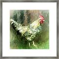 Spring Chicken Framed Print