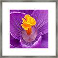 Spring Crocus Welcome Framed Print