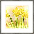 Spring Daffodils Framed Print