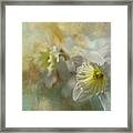 Spring Daffodils Framed Print