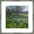 Spring Daffodils In The Orchard Framed Print