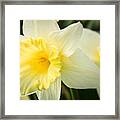 Spring Daffodils Framed Print