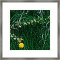 Spring Dandelion Framed Print