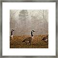 Spring Geese Framed Print