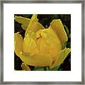 Spring Glory 5 Framed Print