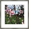 Peach Blossoms Framed Print