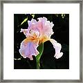 Spring Iris Framed Print