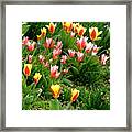 Spring Is Here Framed Print