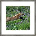 Spring Kit Framed Print