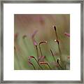 Spring Macro5 Framed Print